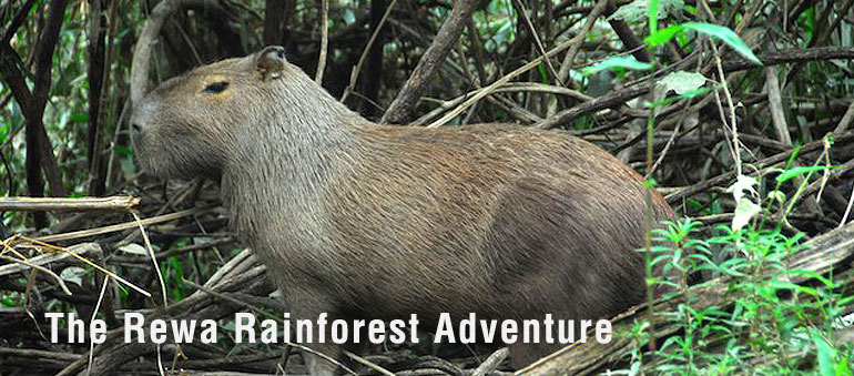 Rupununi Trails - The Rewa Rainforest Adventure