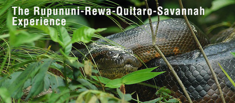 Rupununi Trails - The Rupununi-Rewa-Quitaro-Savannah Experience